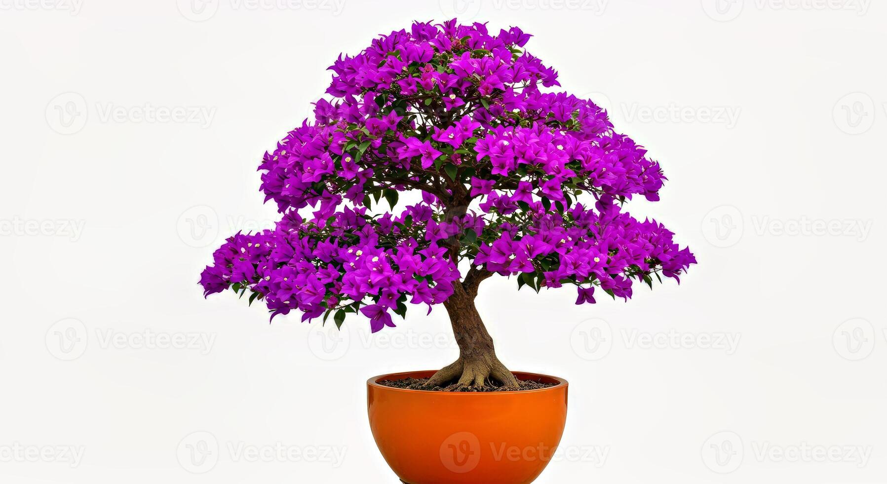 A purple bougainvillea tree in a pot photo
