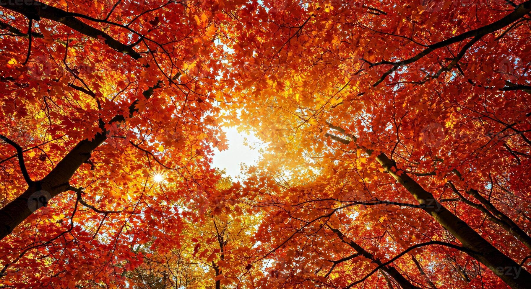 Autumn trees with bright red leaves photo