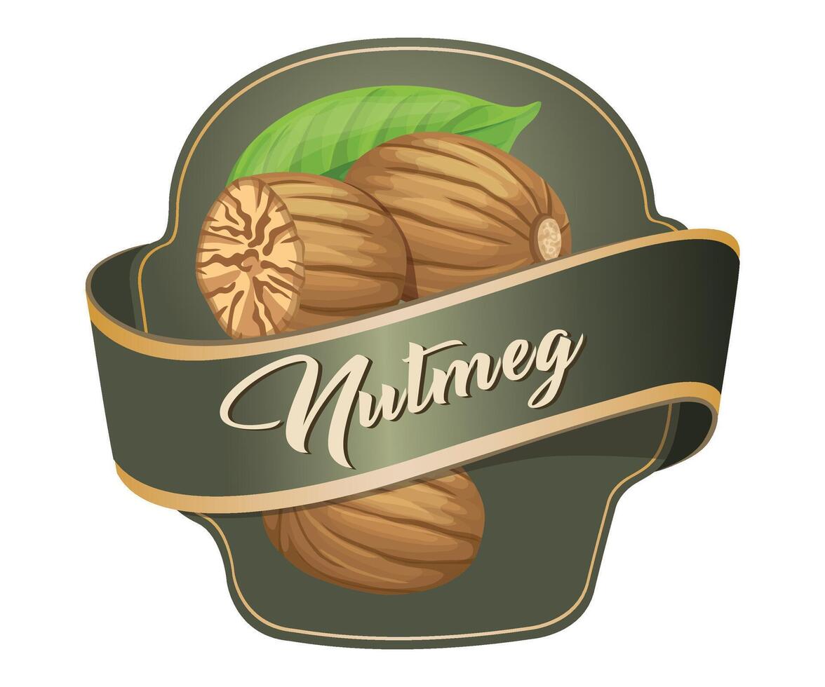 green mutmeg nuts jar sticker on white background vector