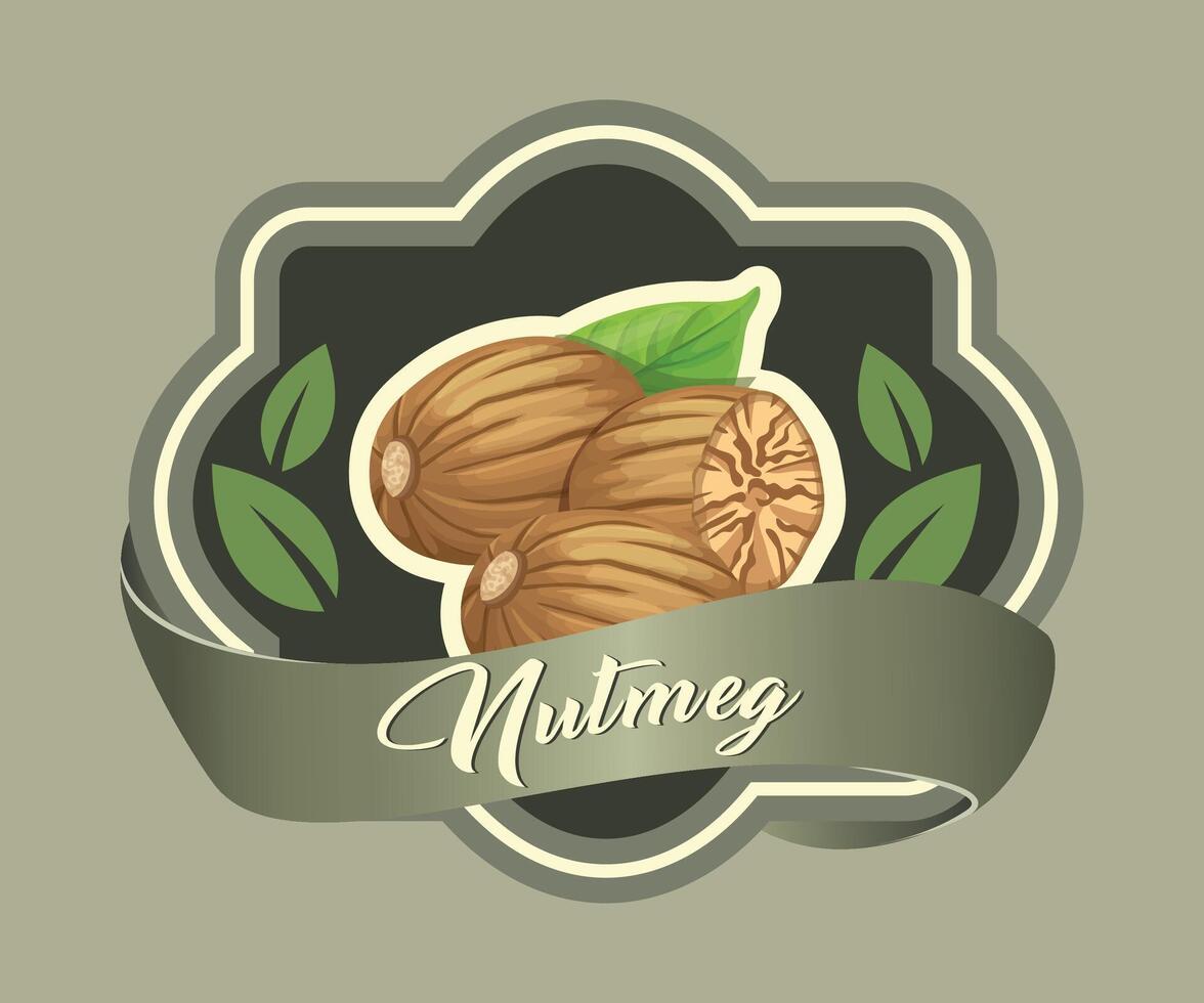 colored sticker with nutmeg nut on olive background vector