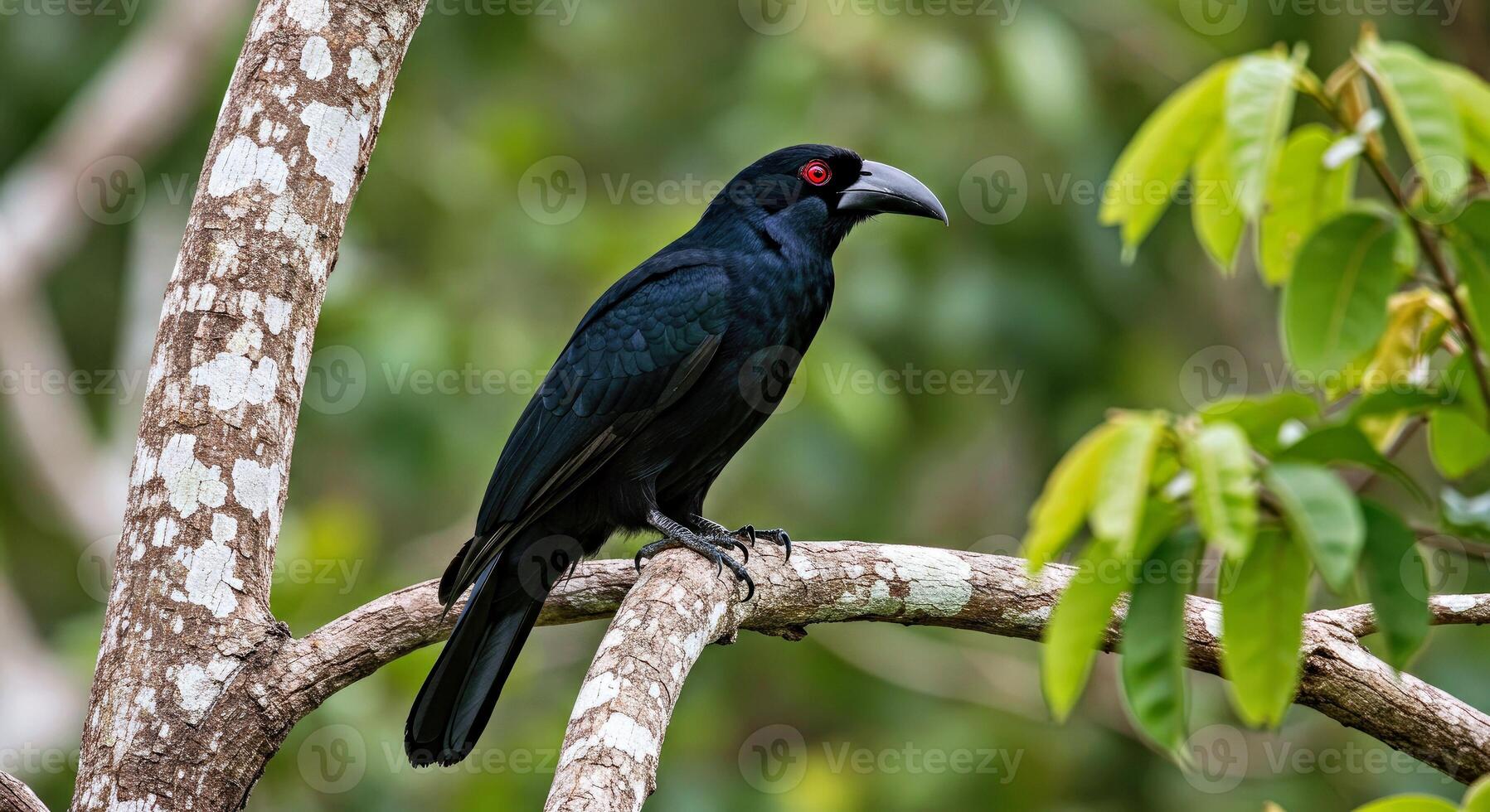 A black bird with red eyes is sitting on a tree branch photo