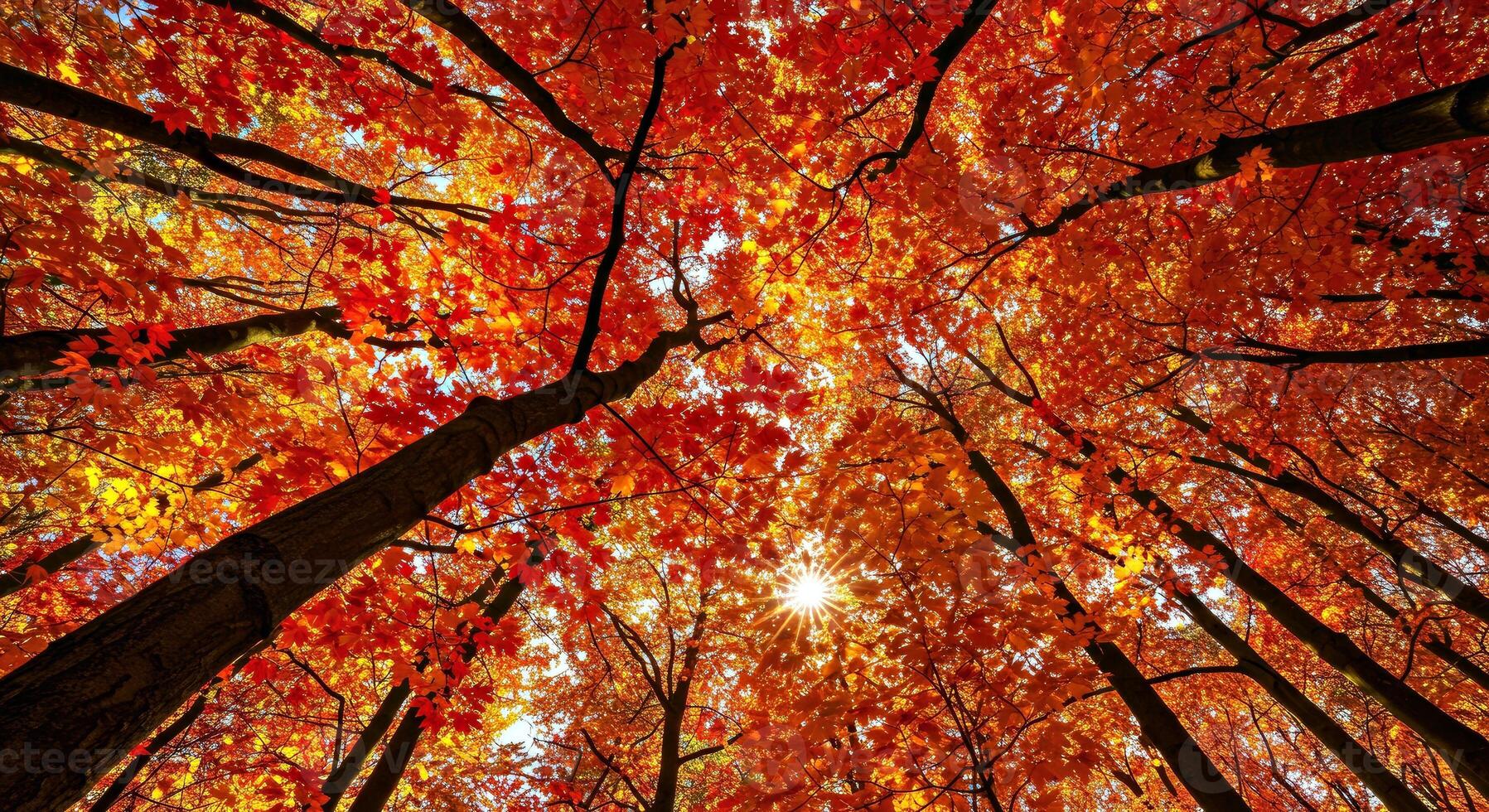 Autumn forest with colorful leaves photo