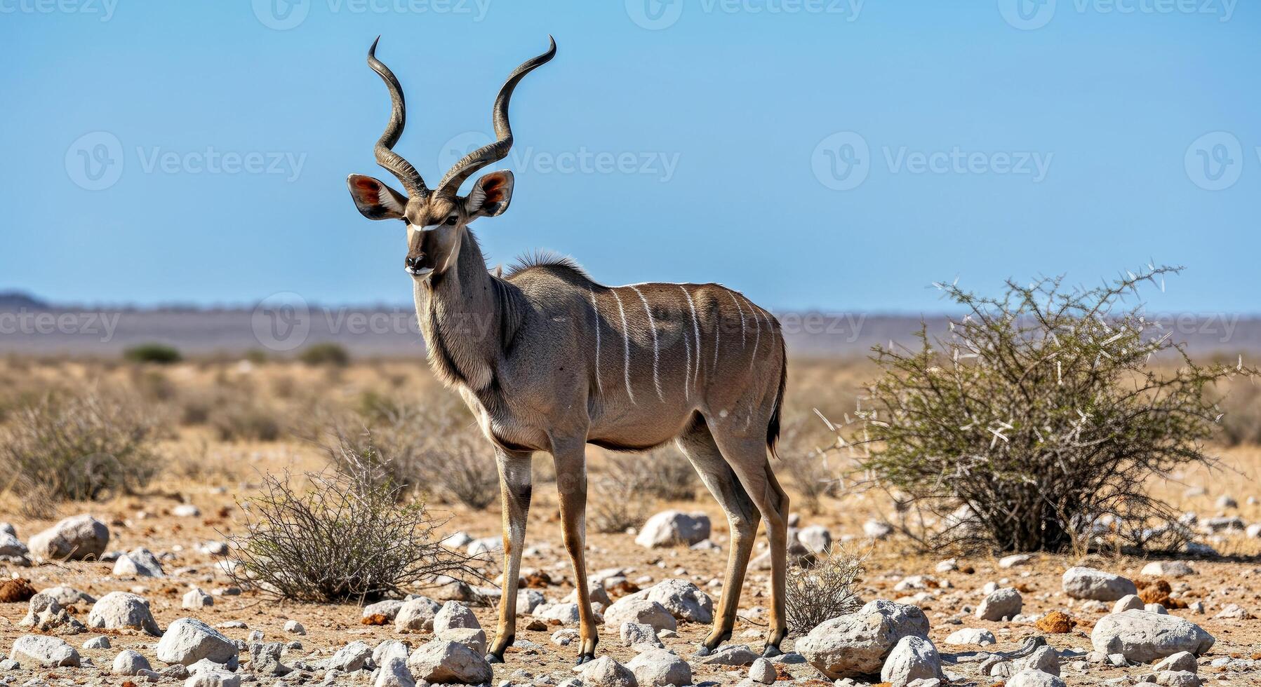 A kudu stands in the middle of a desert photo