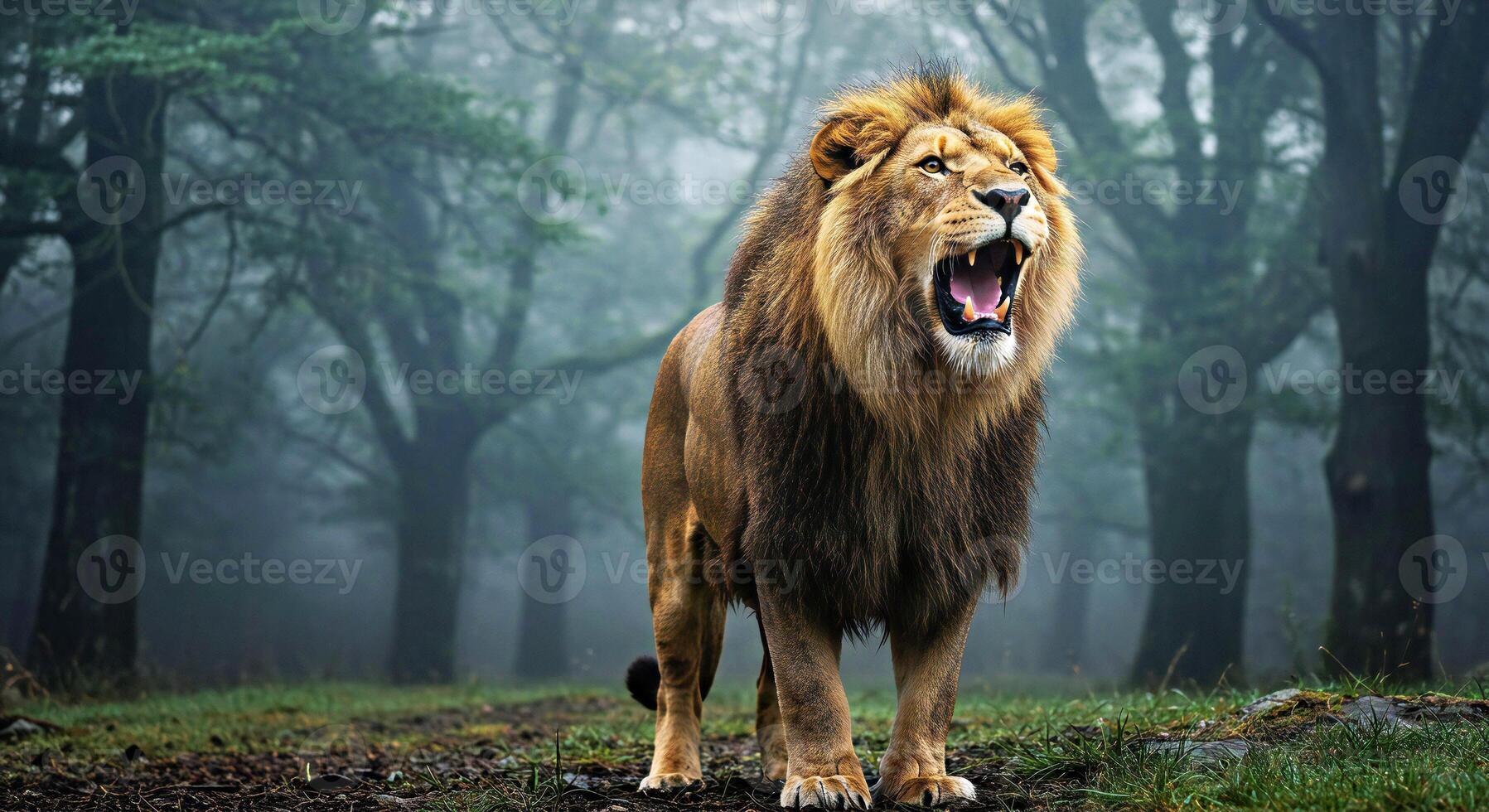 A lion roaring in the woods photo