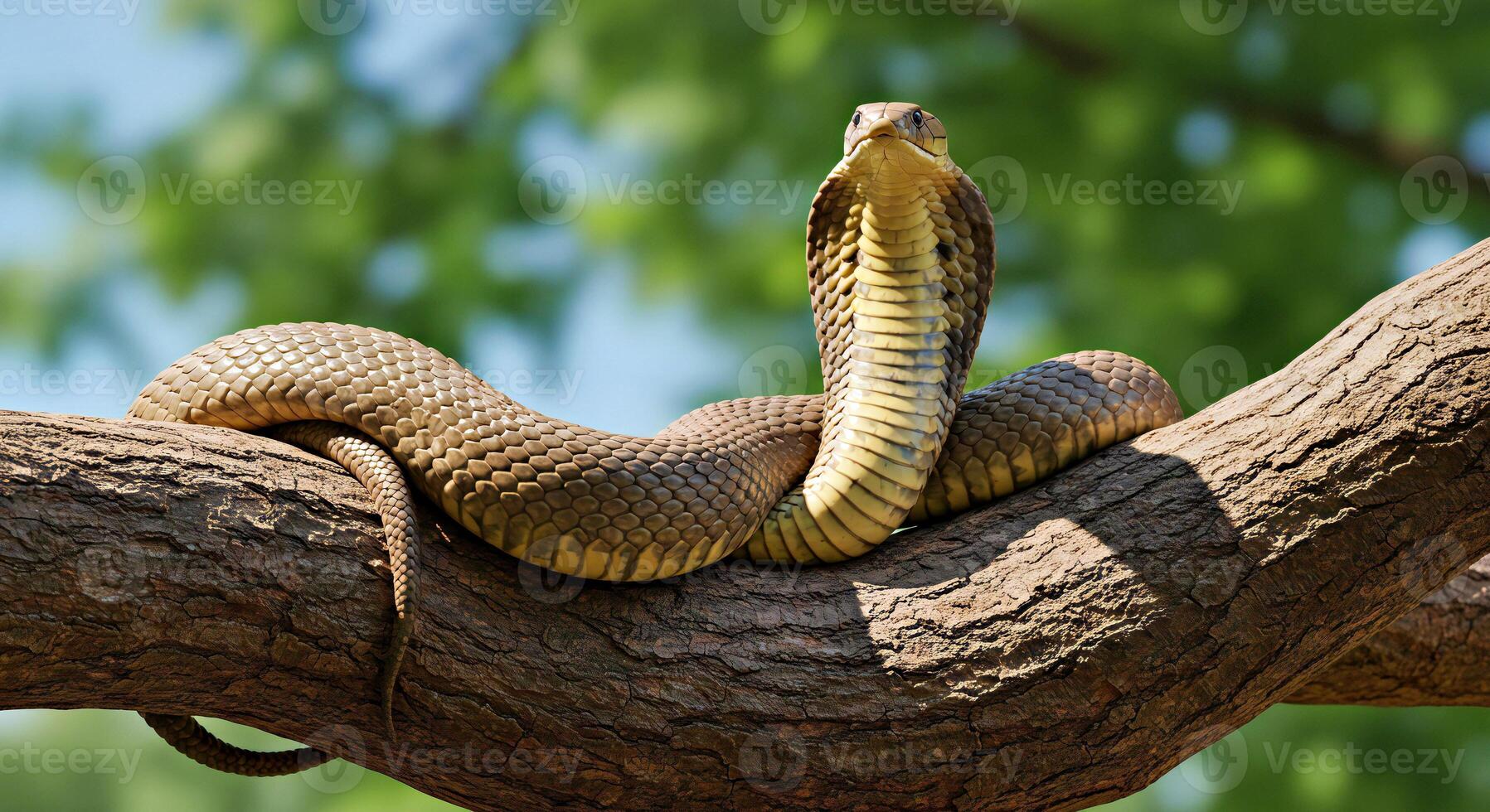 A cobra is sitting on a tree branch photo