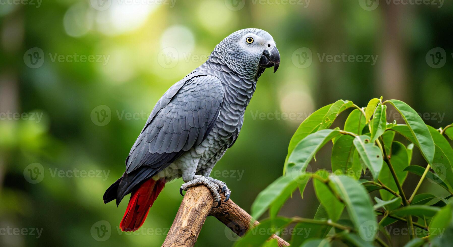An african grey parrot perched on a branch photo