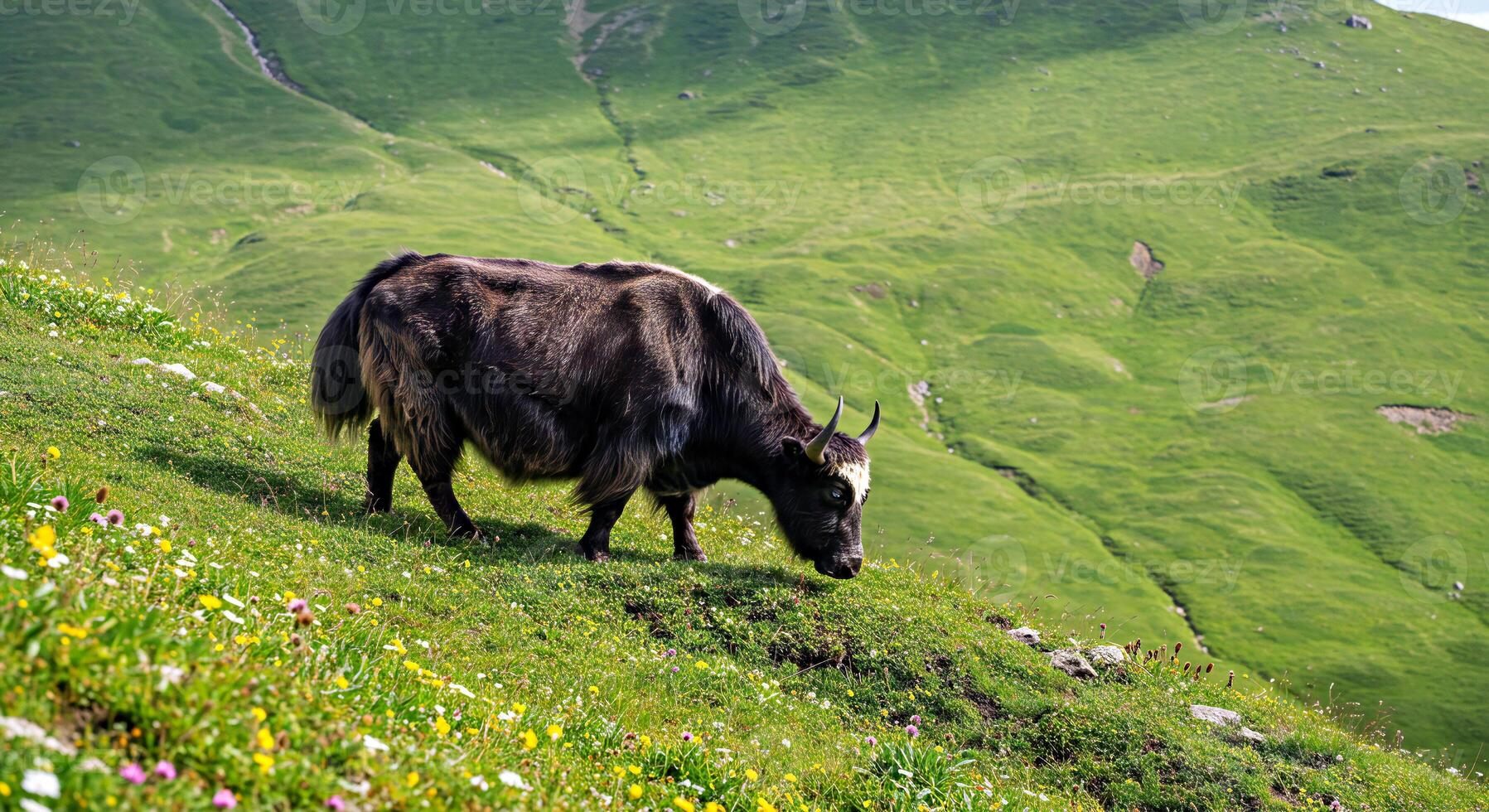 A large black cow grazing on a green hillside photo