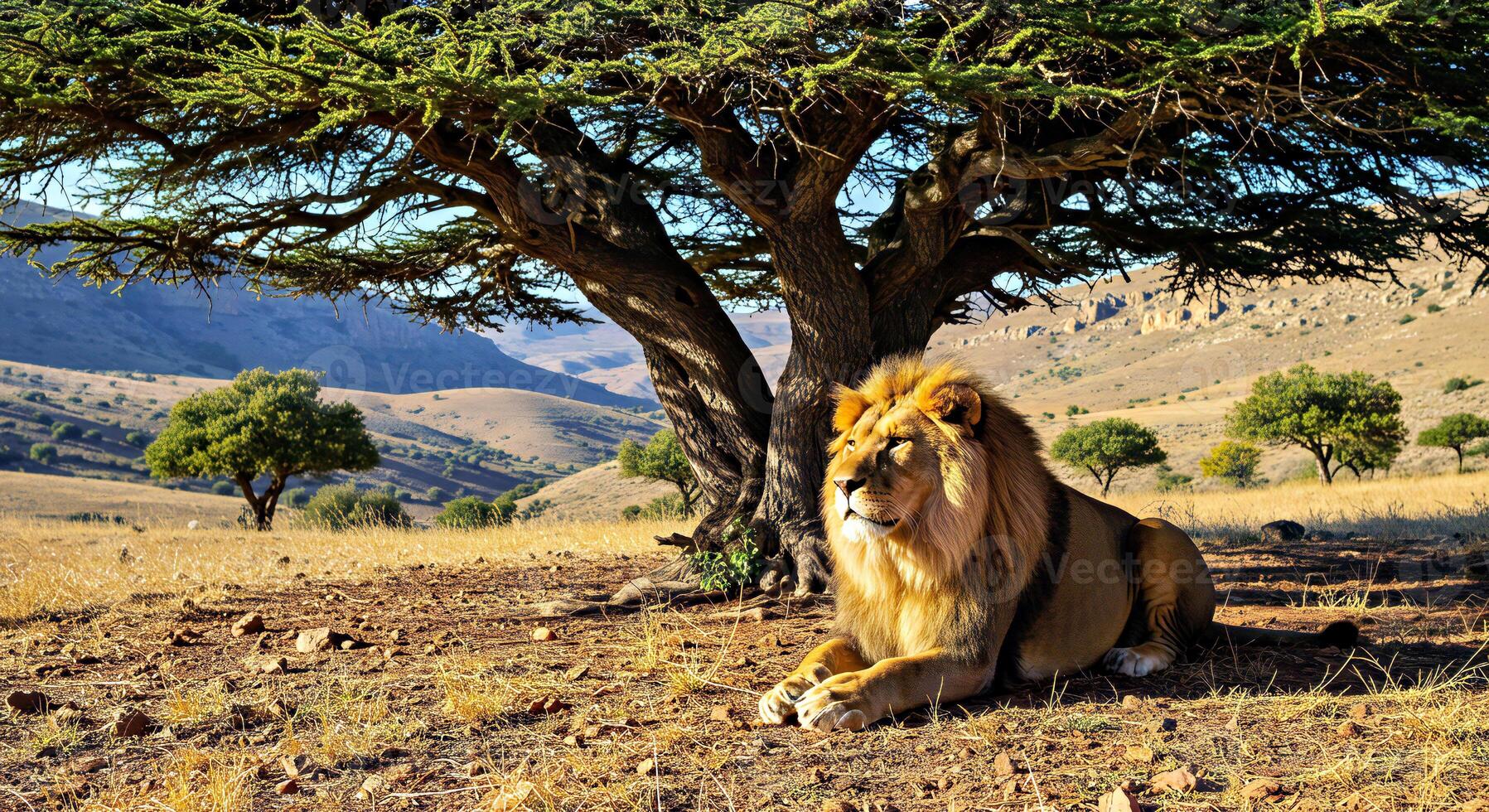 A lion is sitting under a tree photo