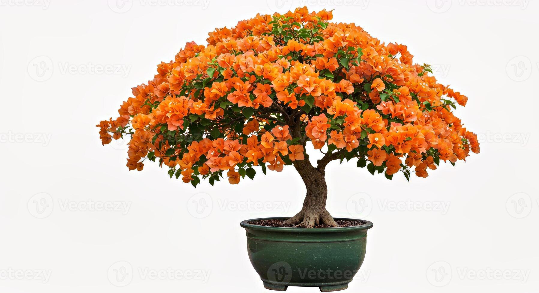 A potted orange tree in a pot on a white background photo