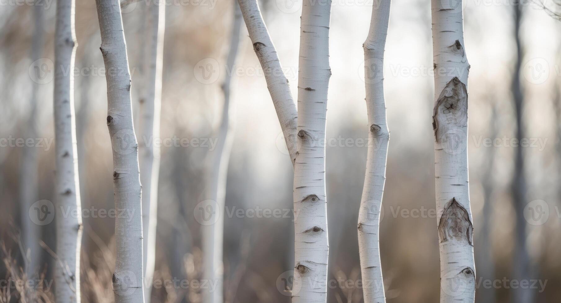 A group of white birch trees in the woods photo