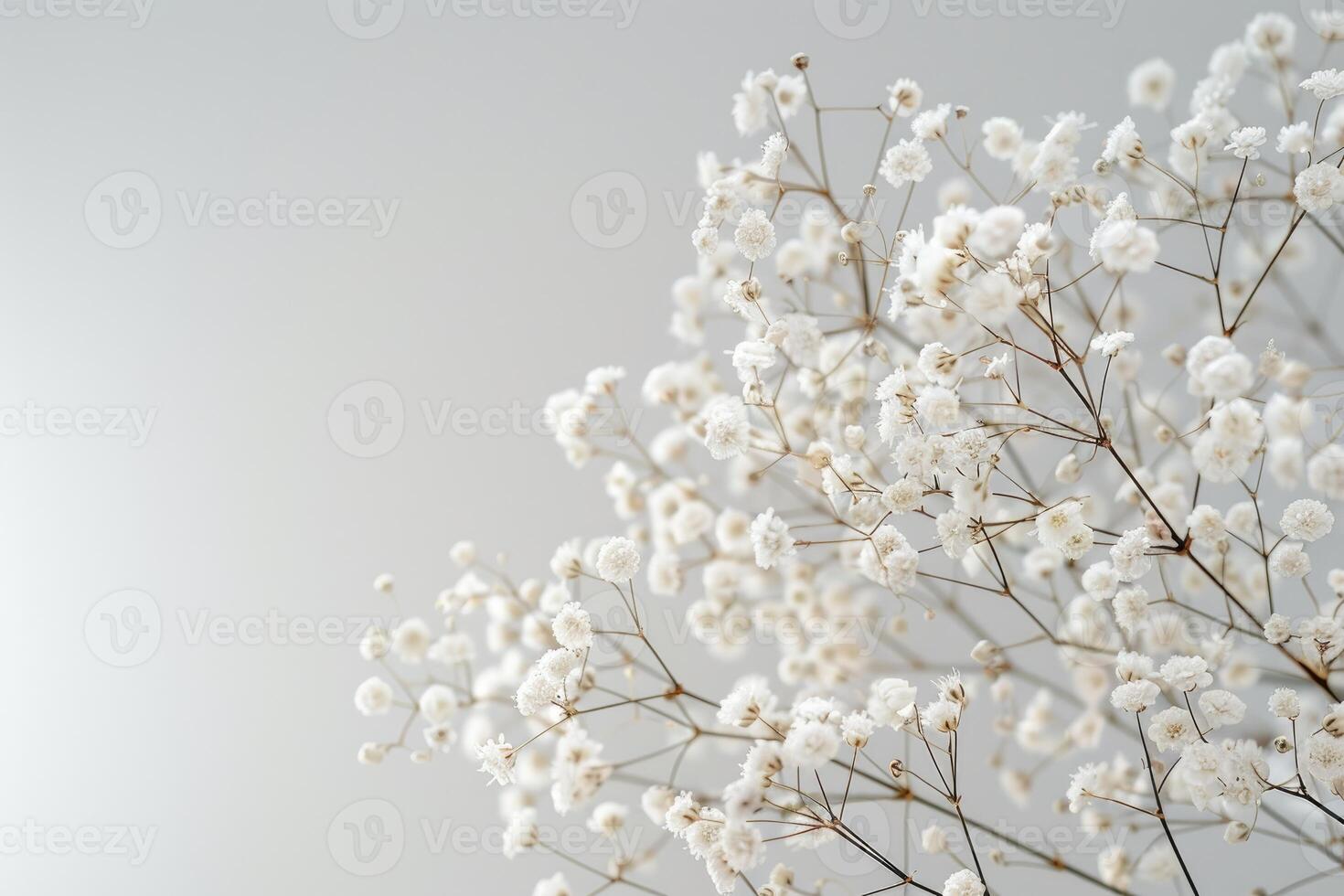 Delicate White Baby Breath Flowers Branch photo