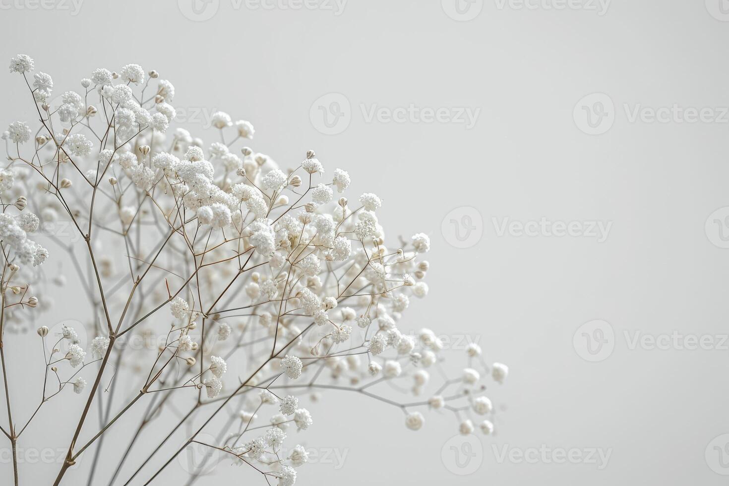Delicate White Baby Breath Flowers on a Soft Background photo