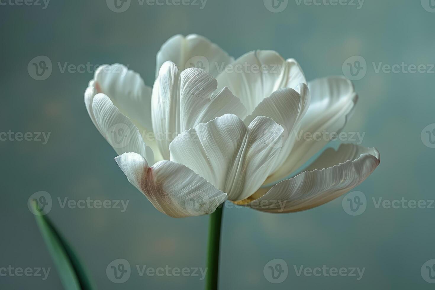 A Single White Tulip Flower Softly Blooms photo