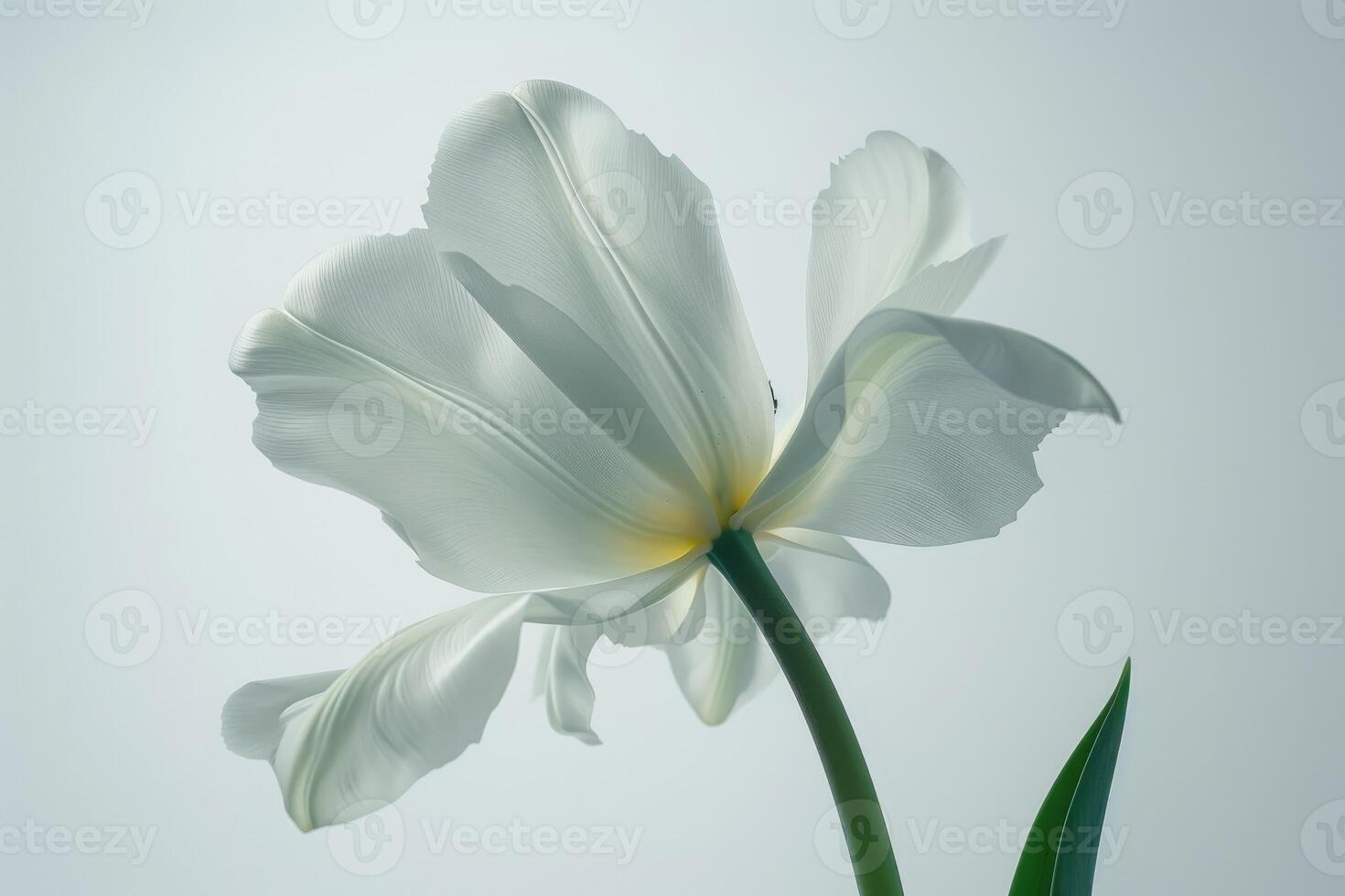 White Tulip Flower Softly Illuminated Against A Light Background photo