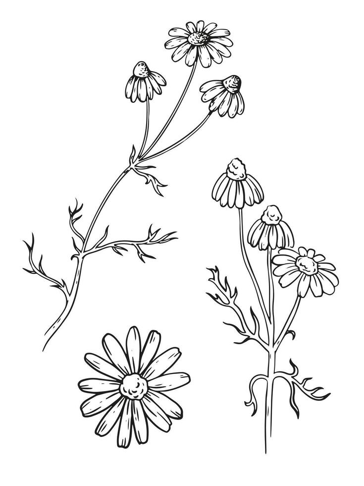 Linear chamomile drawing. Medicative herb illustration. Outline line art with details for bar or cafe menu designs, herbal tea cover. vector