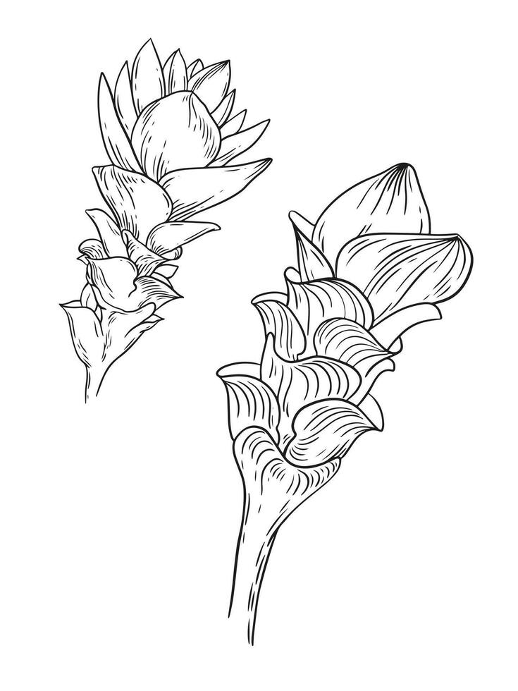 Curcuma alismatifolia linear botanic illustration, turmeric flower for spices, herbs, cooking, and botanical themes. Line art floral drawing. vector