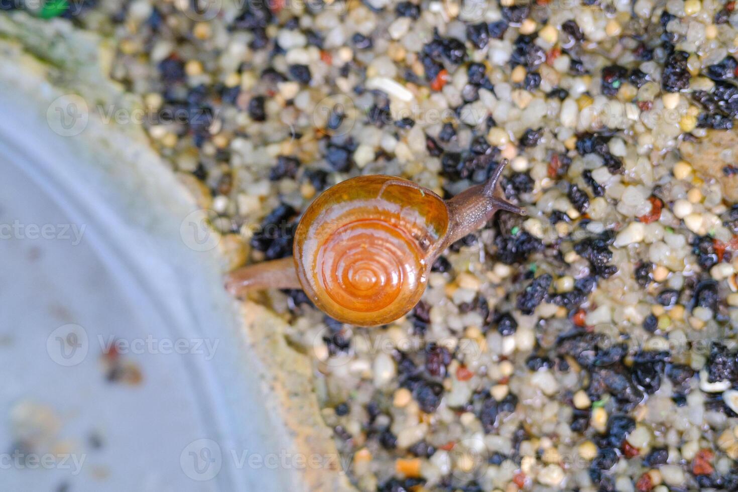 Macrophotography Tiny snail trapped in sandy soil. Small snail with spiral shell crawling. Aquatic plants background, nature, aquarium. Closeup of a snail crawling on sand. Copy Space. Negative Space photo