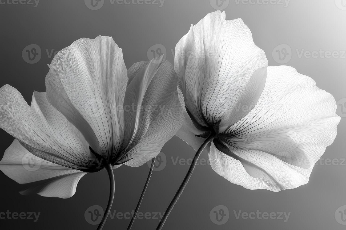 High-Resolution Black and White Closeup of Delicate Flora for Artistic and Nature Projects photo