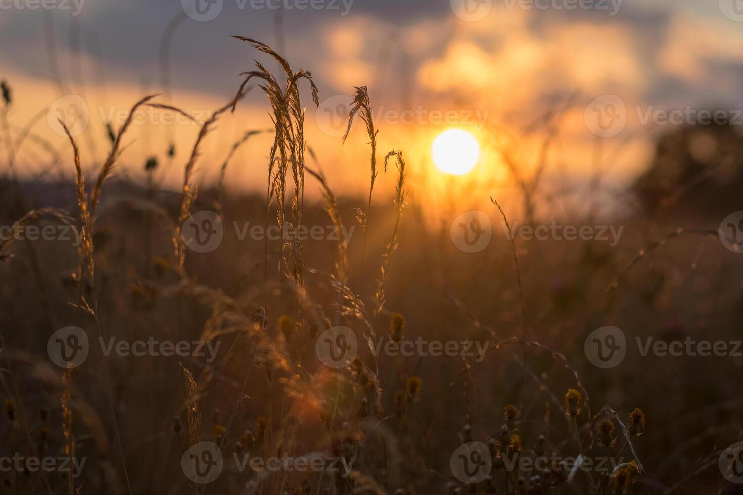 tall grass at sunset summer evening in the countryside photo