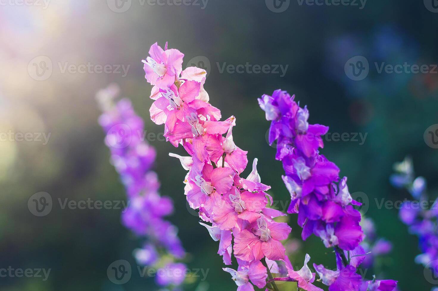 blue and pink blooming flowers in the garden photo