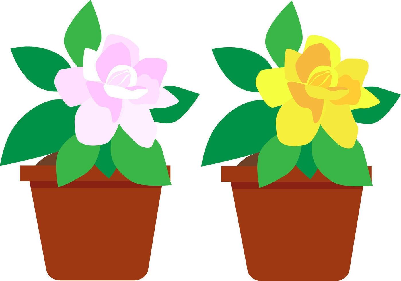 Yellow and pink flowers in two flower pots. Gardenia flower. vector