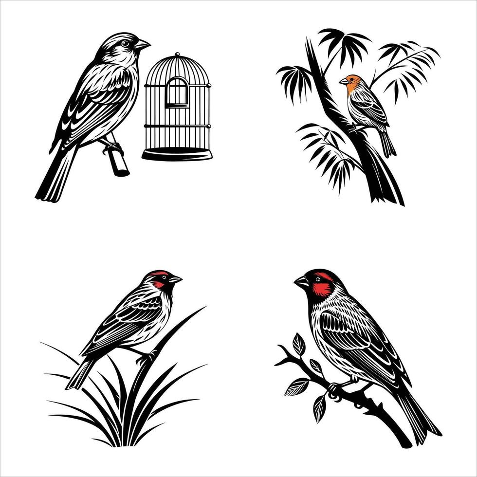 Vibrant House Finch Song vector