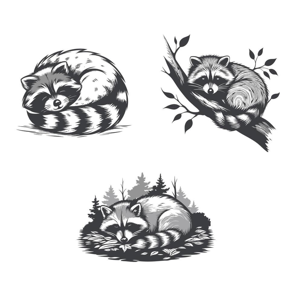 Curious Raccoon Mischievous Spirit Clever Survivor vector