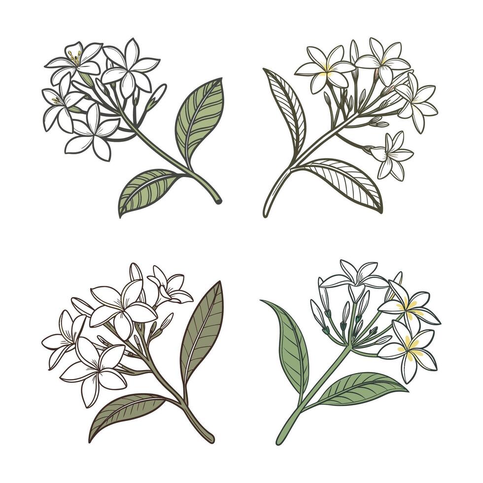 set of Jasmin illustration, set of Jasmin vector