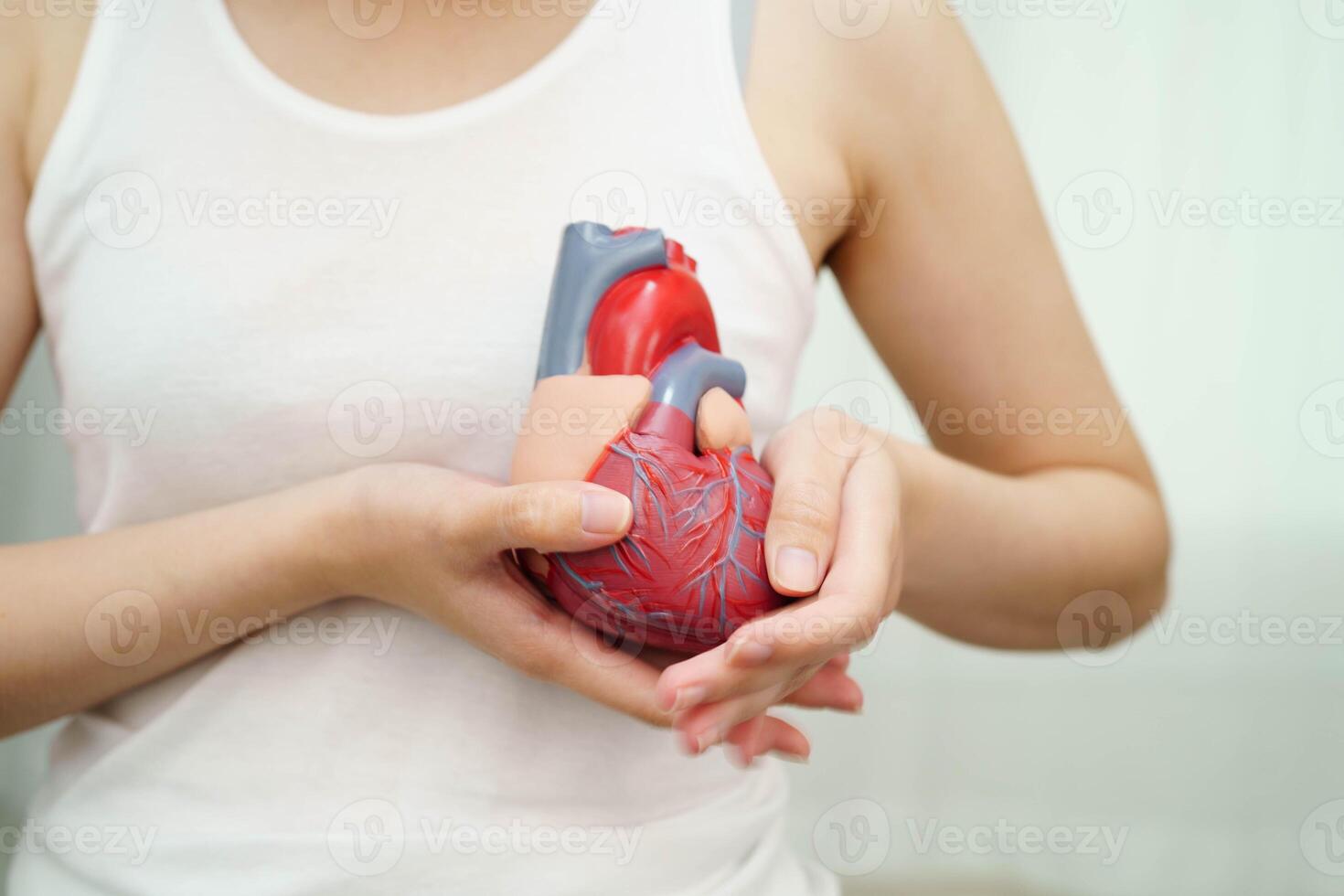 Cardiovascular disease CVD, Asian woman with heart human anatomy model. photo