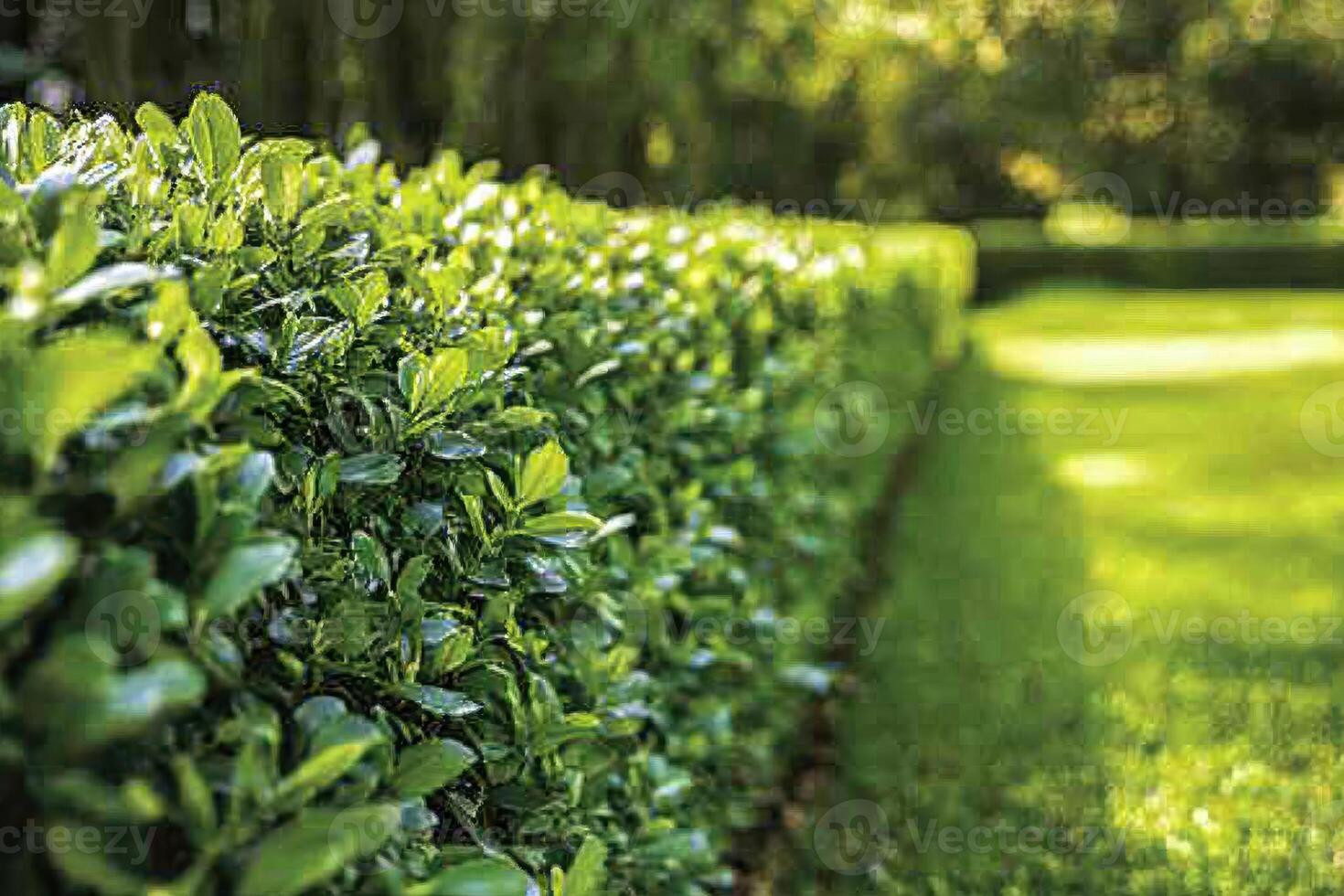 Close Up of a Person Trimming Hedges in a Garden for Landscaping Projects photo