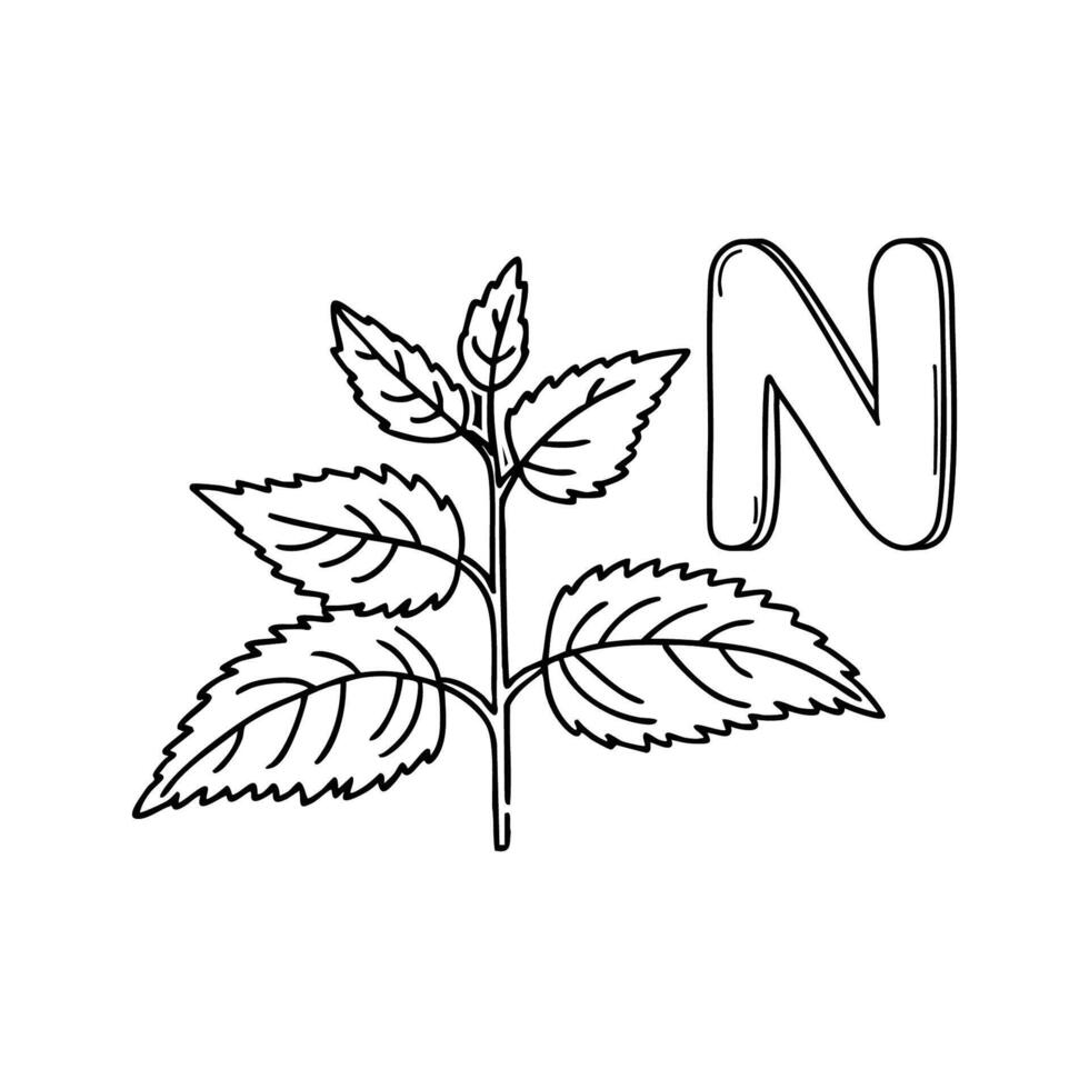 An Illustrations of Nettle beside a letter N vector