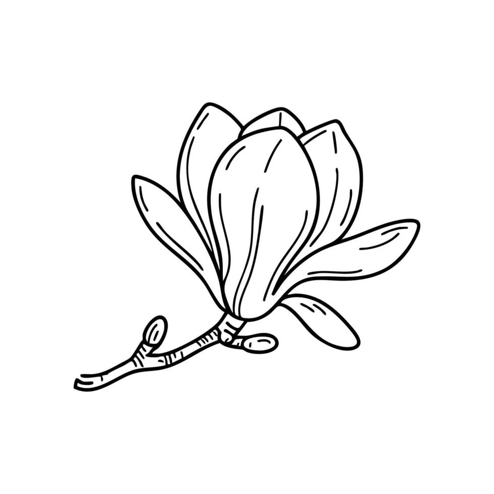 Magnolia flower in full bloom on a tree branch vector