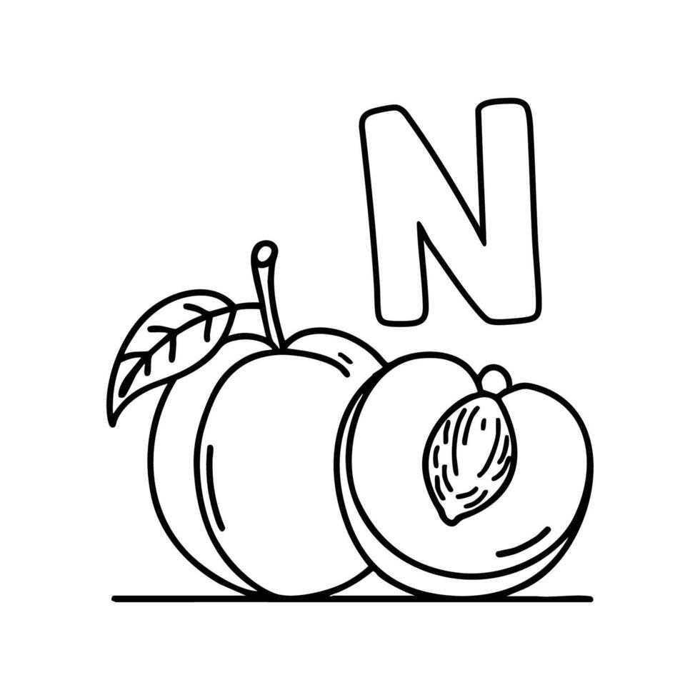 An Illustrations of Nectarine beside a letter N vector