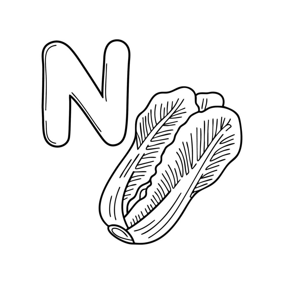 An Illustrations of Napa beside a letter N vector