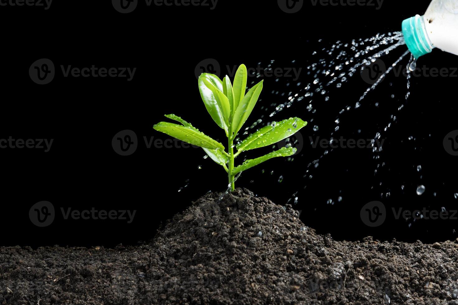 .Planting trees, the concept of sustainable use of natural energy. photo