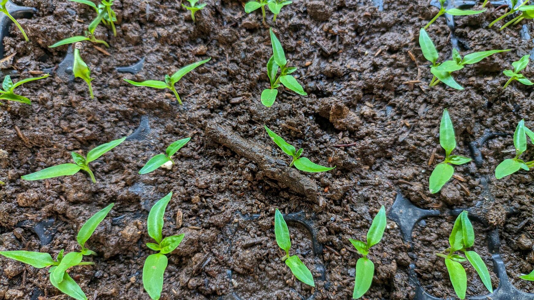 Close up of chili seeds sown by farmers that have grown into sprouts photo