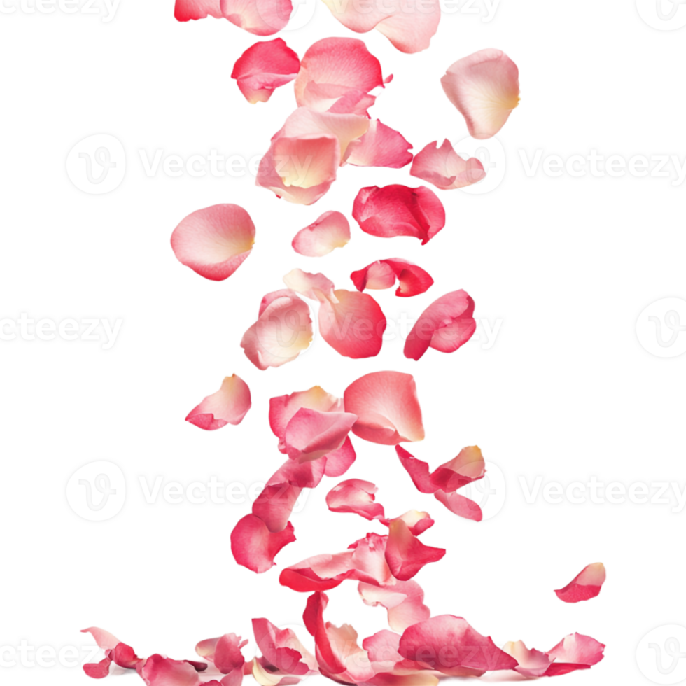 rose petals falling down on a transparent background png