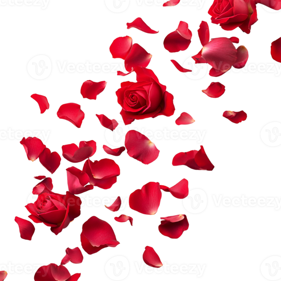 red rose petals falling from the sky, on a transparent background png