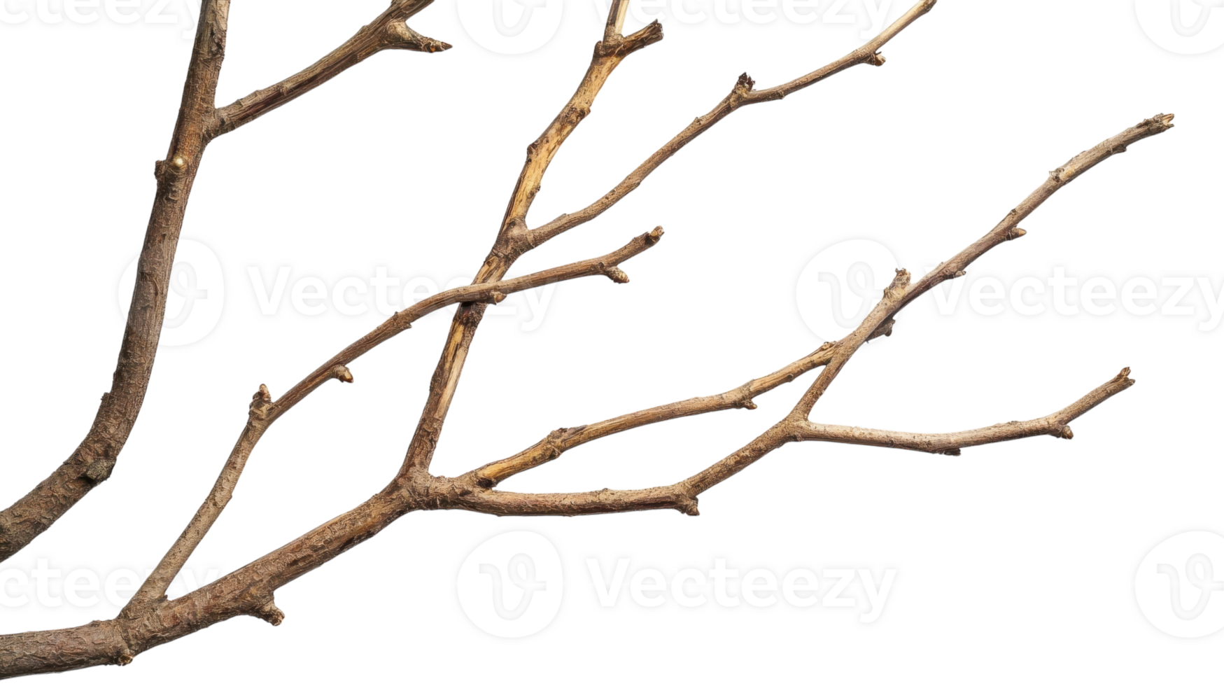 Branch with multiple twigs against a white background highlighting its natural textures and shapes png