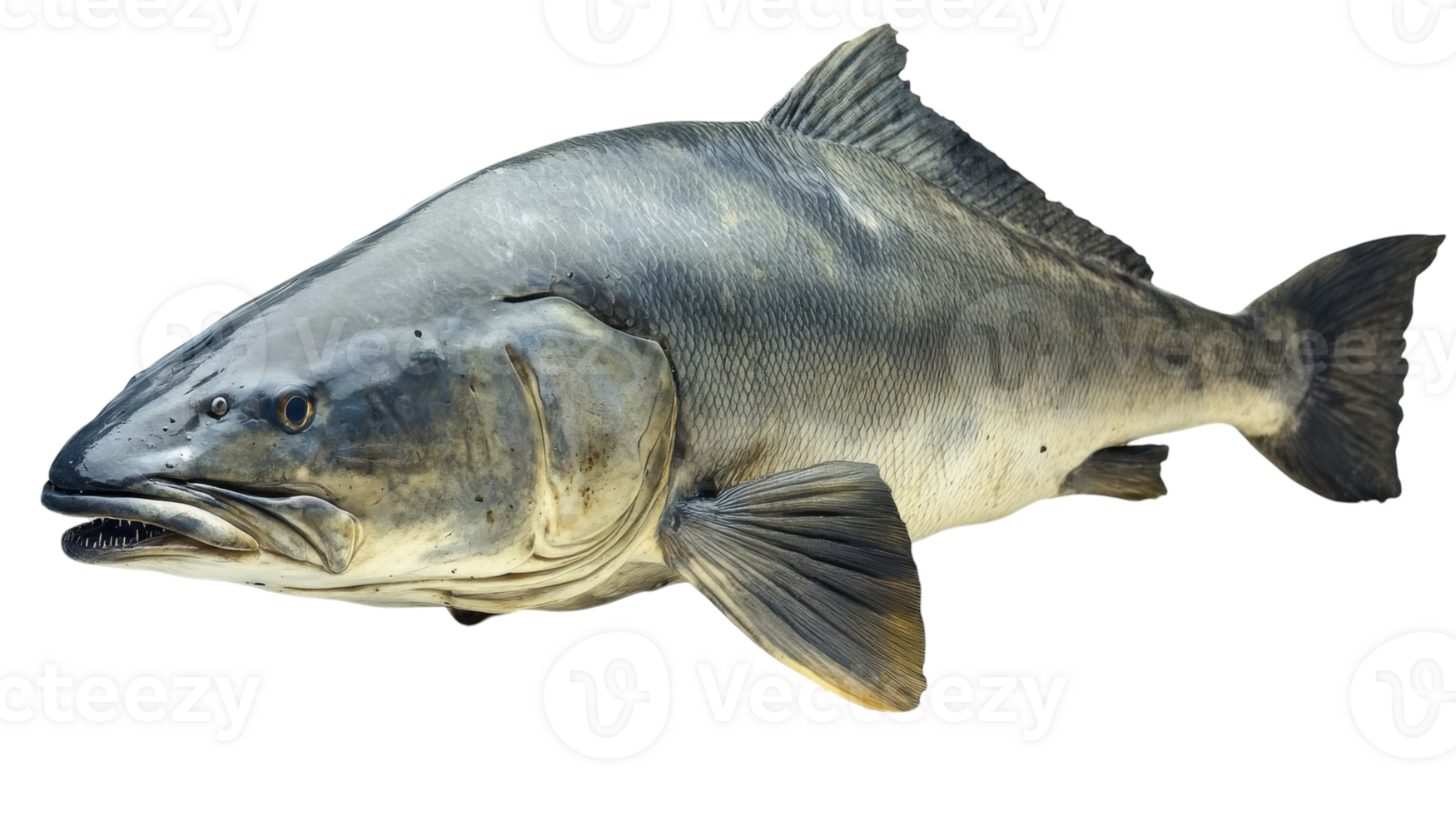 Large fish swimming in clear water with a sleek body and prominent fins showcasing aquatic life in a serene environment png