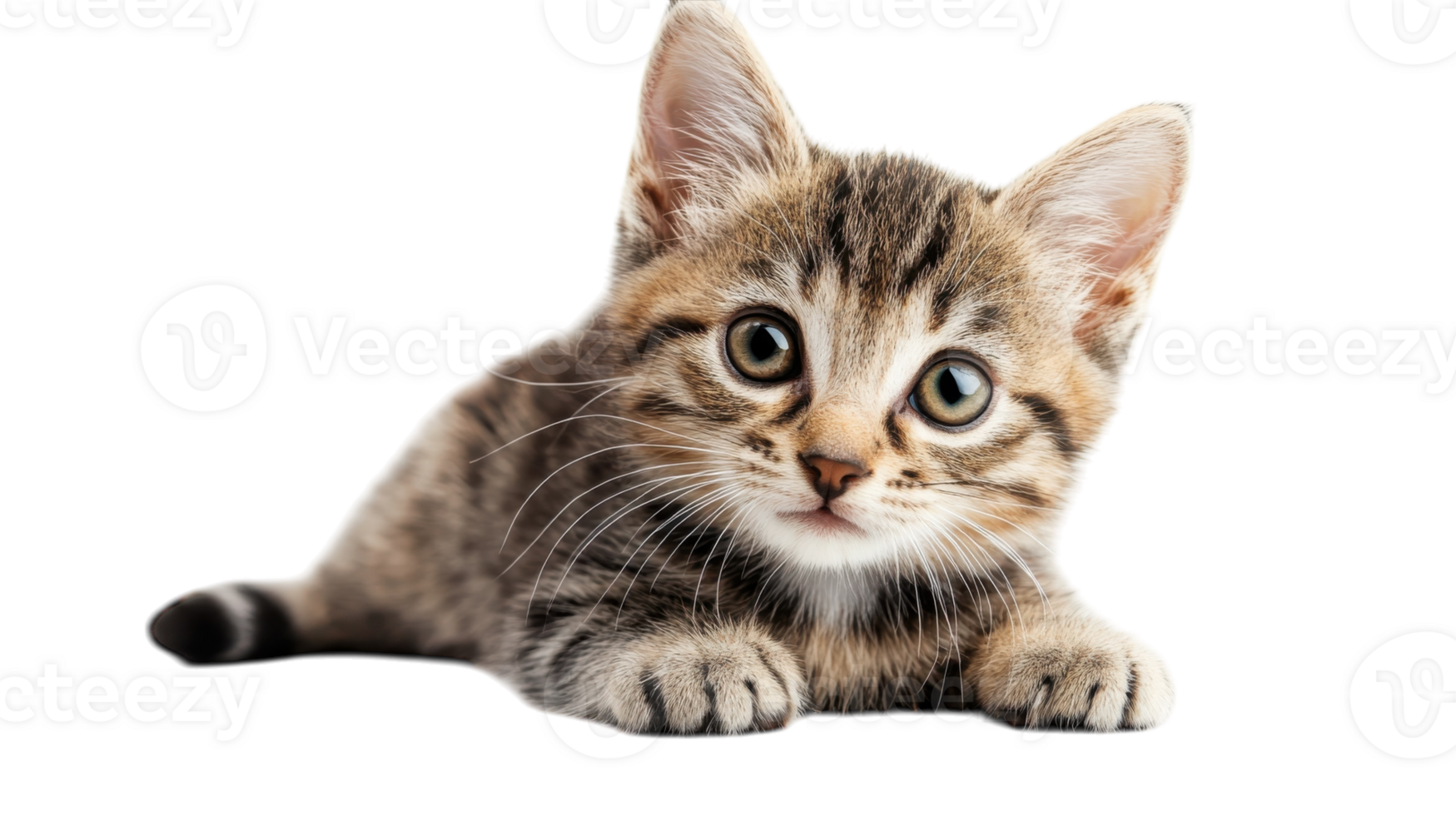 Cute striped kitten playing on a white background during a sunny afternoon png