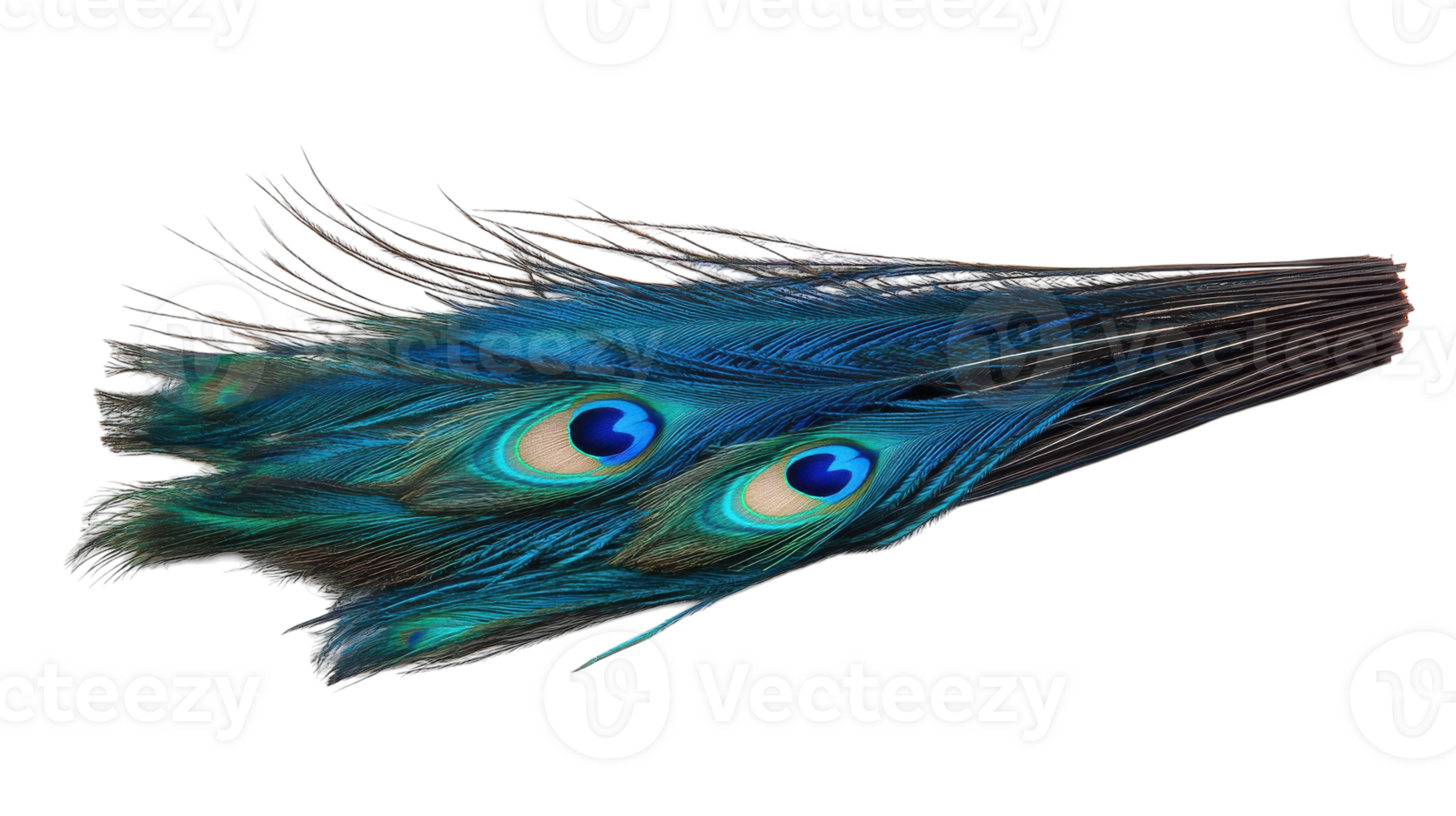 Colorful peacock feathers displayed elegantly against a white background showcasing their vibrant hues and intricate patterns png