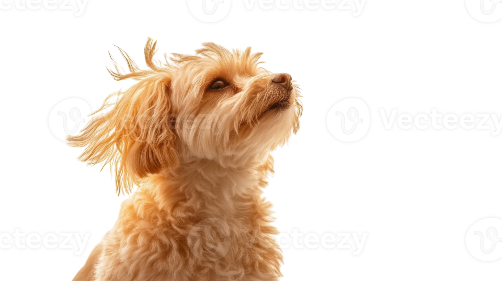 Fluffy dog looking upwards against a plain background with mid-length light golden fur and an inquisitive expression png