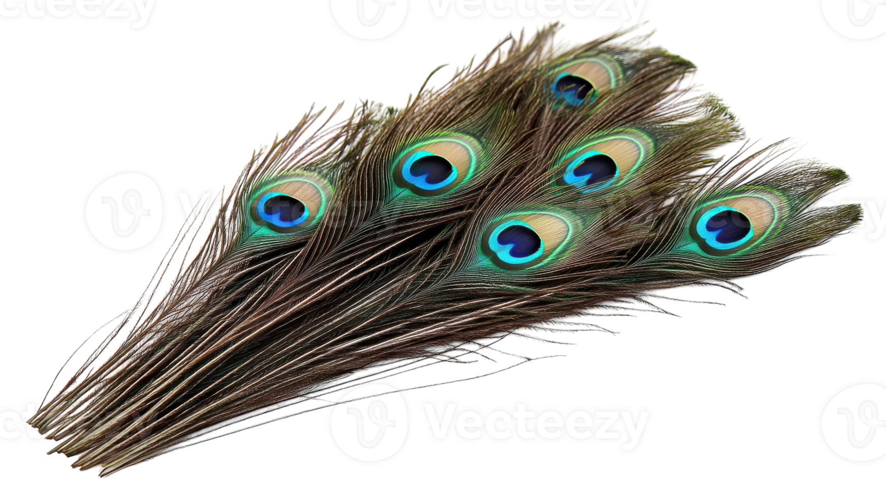 Beautiful peacock feathers arranged elegantly on a white background showcasing vibrant colors and intricate patterns png
