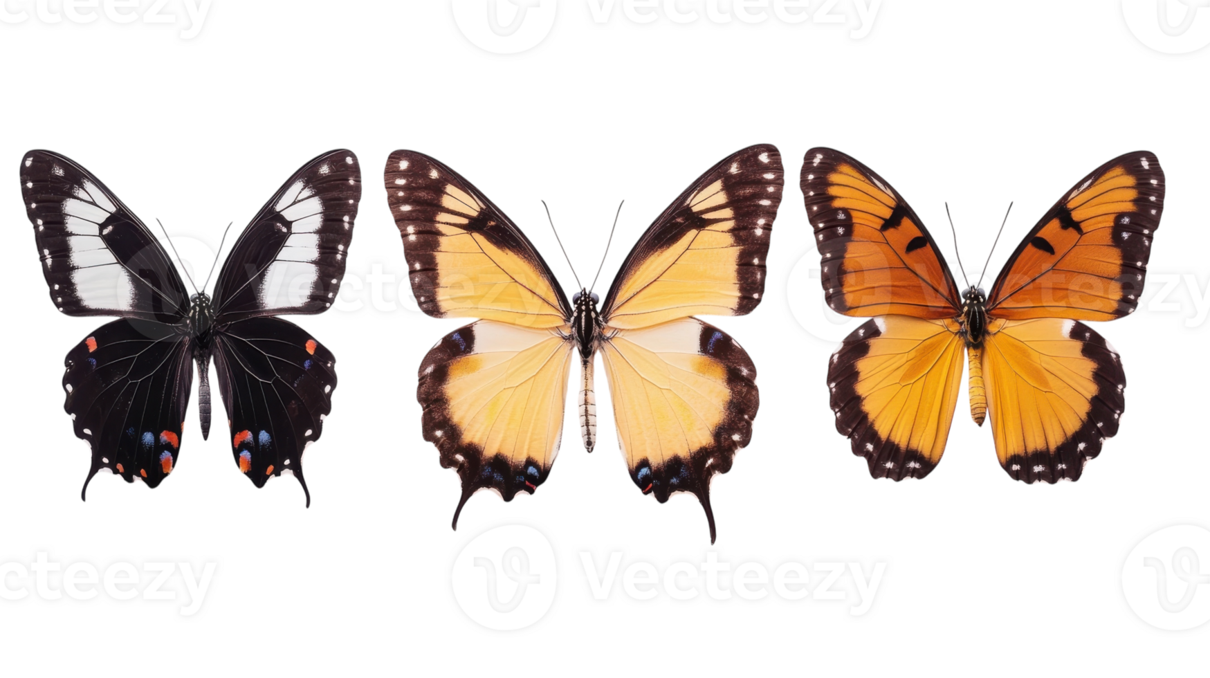 Beautiful display of colorful butterflies showcasing different species side by side against a white background png