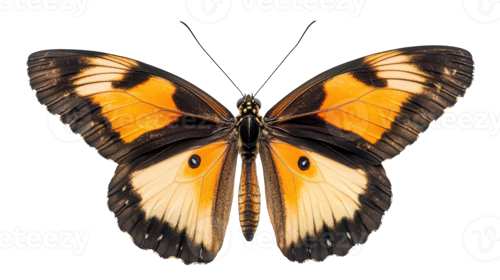Stunning butterfly with vibrant orange and black wings displaying its breathtaking patterns in detail png