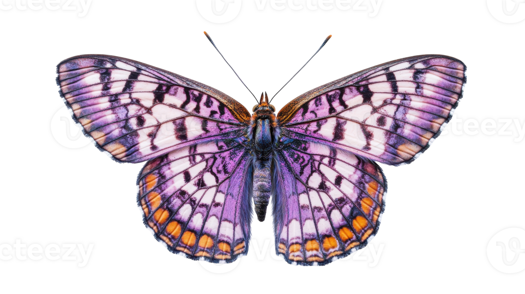 Colorful butterfly perched in natural light displaying intricate patterns and vibrant hues png