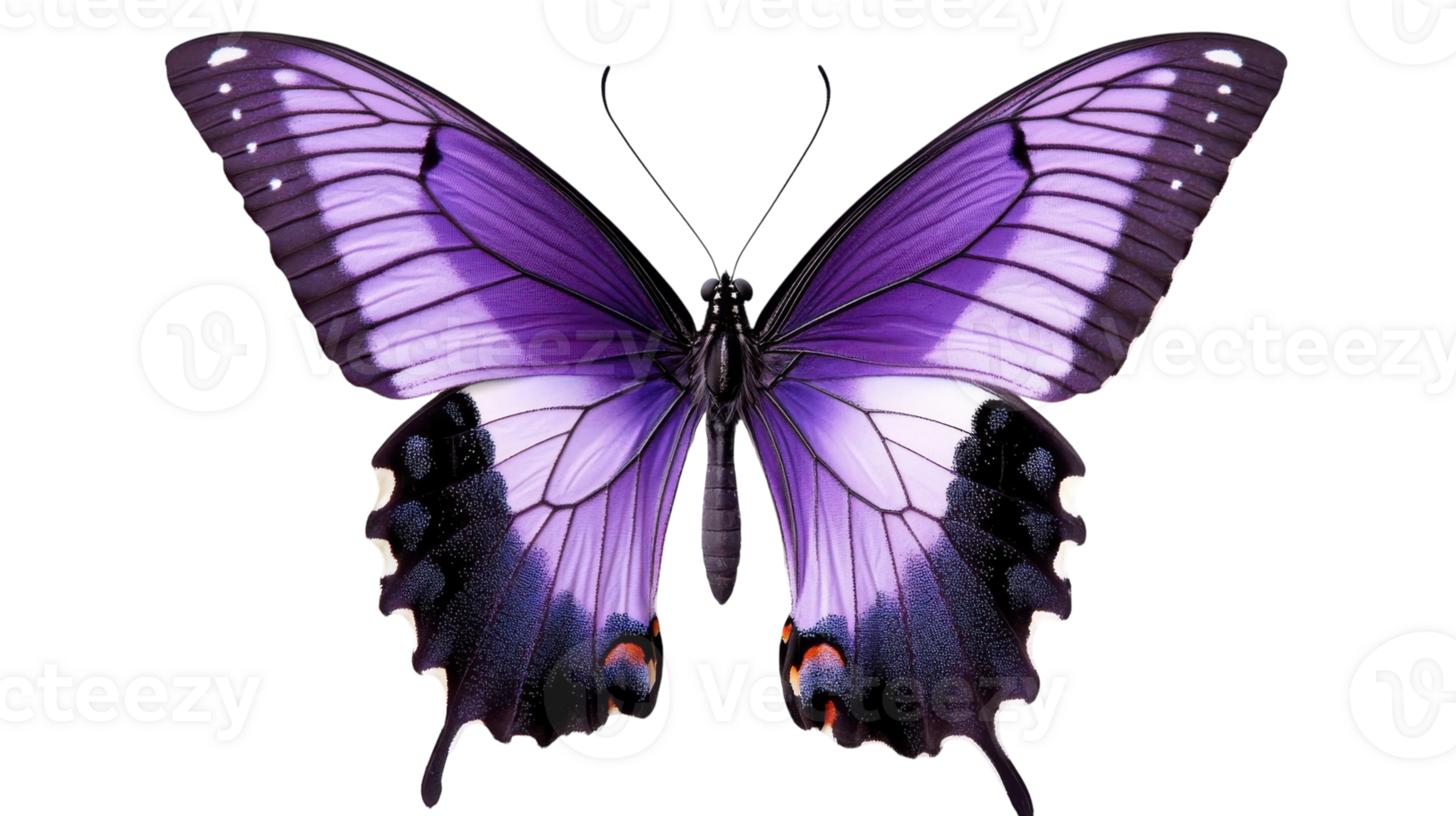 Colorful butterfly displaying vibrant purple and black wings in striking detail on a white background png