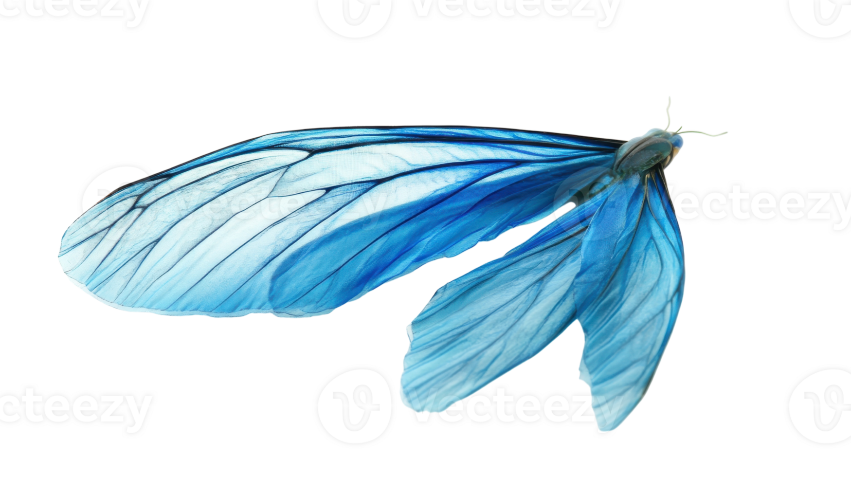 Vibrant blue butterfly wing with intricate patterns and delicate textures captured against a white background png