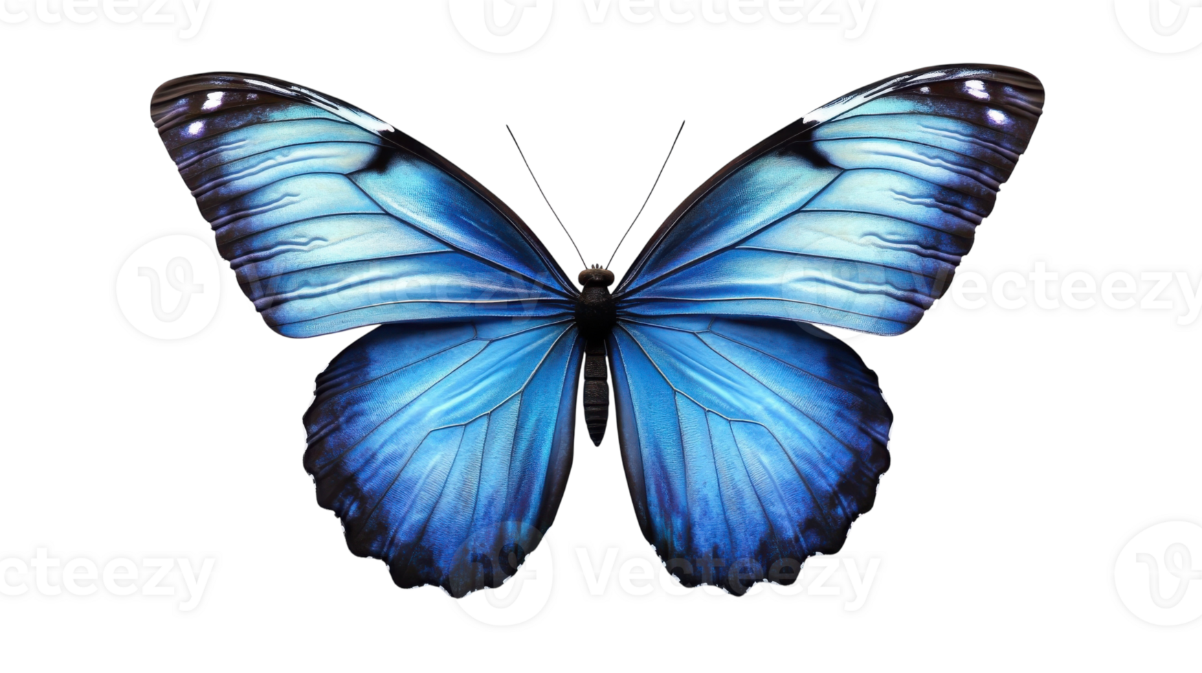 Bright blue butterfly with intricate wing patterns perched against a white background png